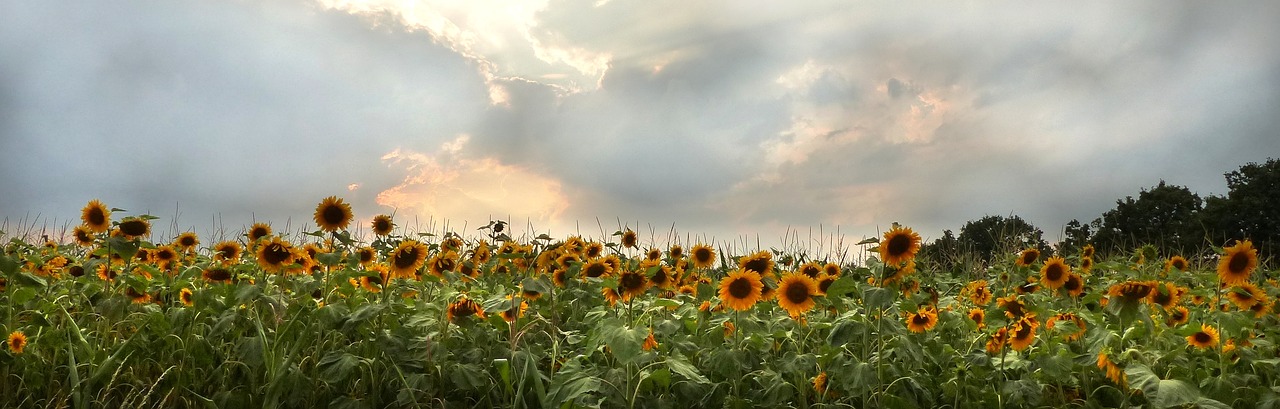 sun_flower